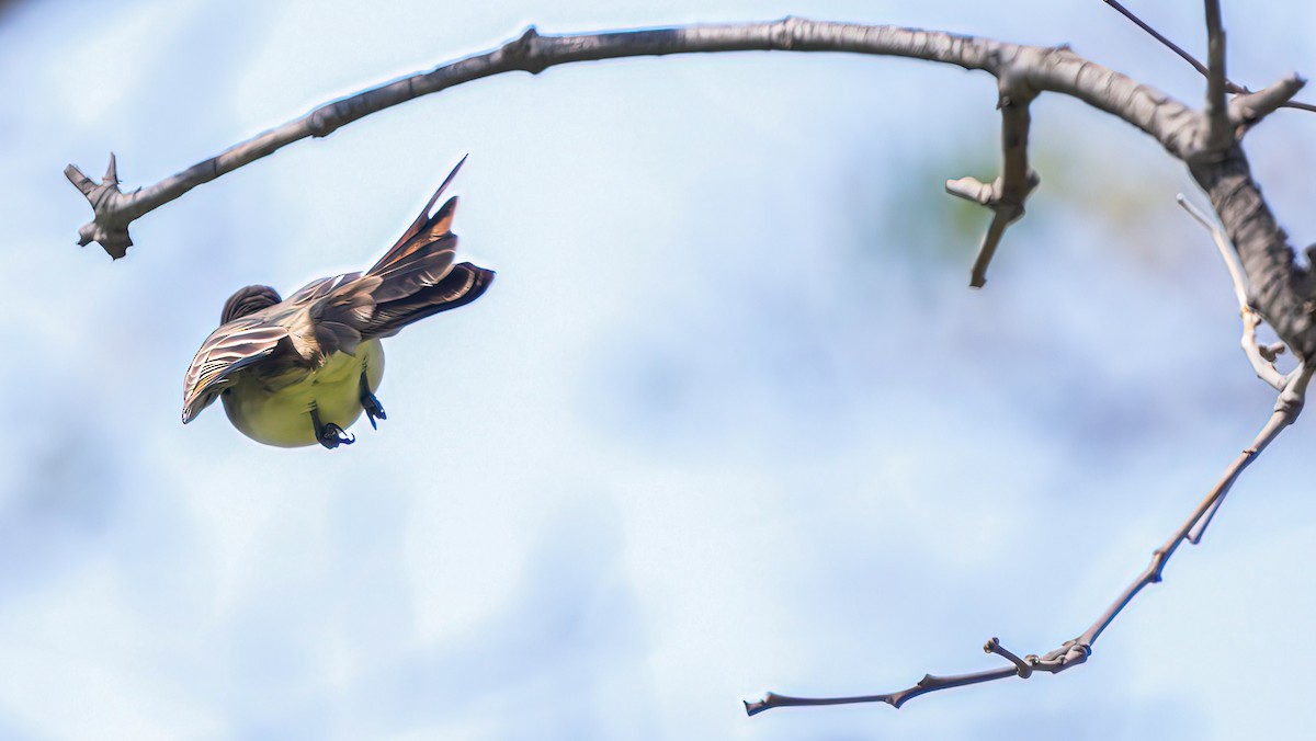 Ash-throated Flycatcher - ML617768015