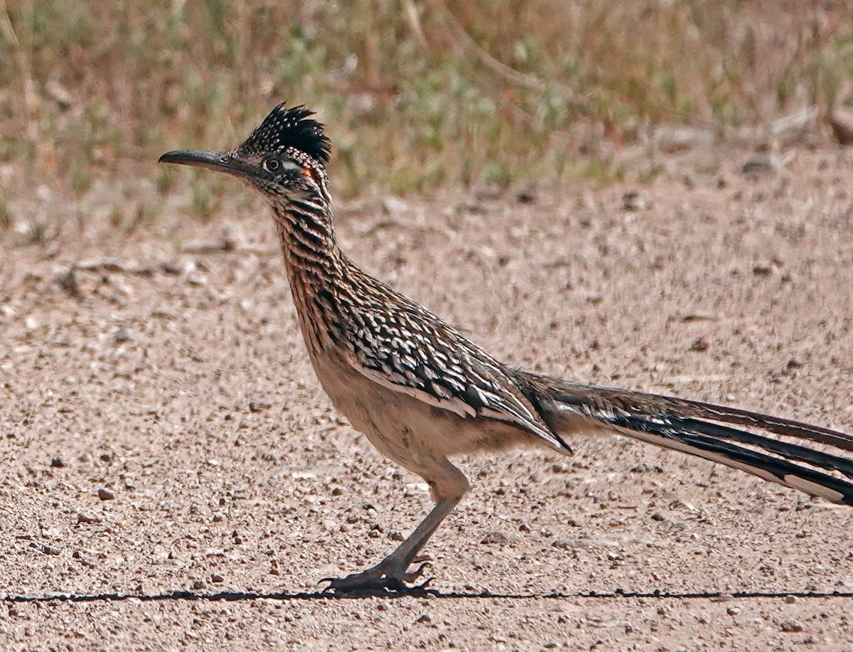 Greater Roadrunner - ML617768025