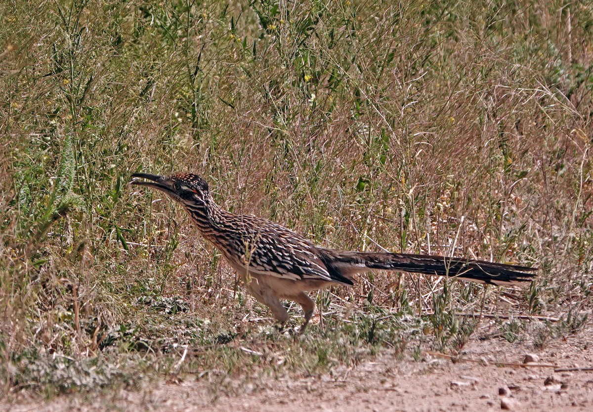 Greater Roadrunner - ML617768028