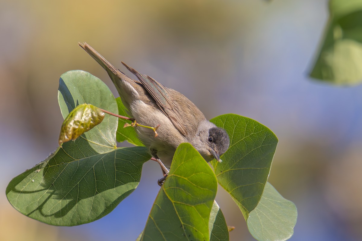 Eurasian Blackcap - ML617768066