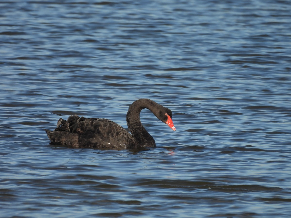 Black Swan - ML617768107