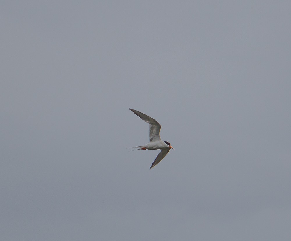 Common Tern - ML61776811