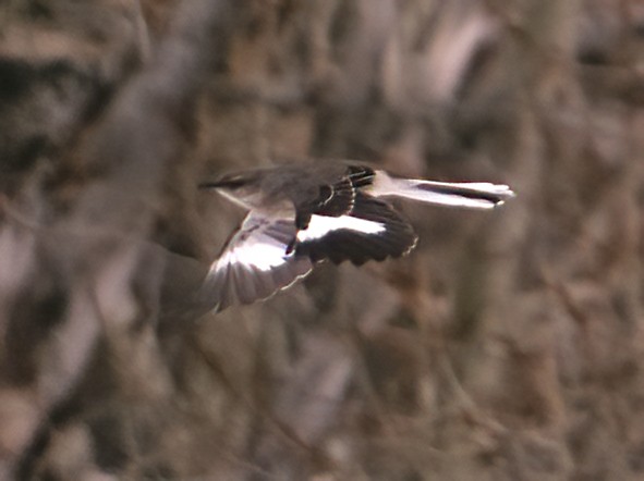 Northern Mockingbird - ML617768132