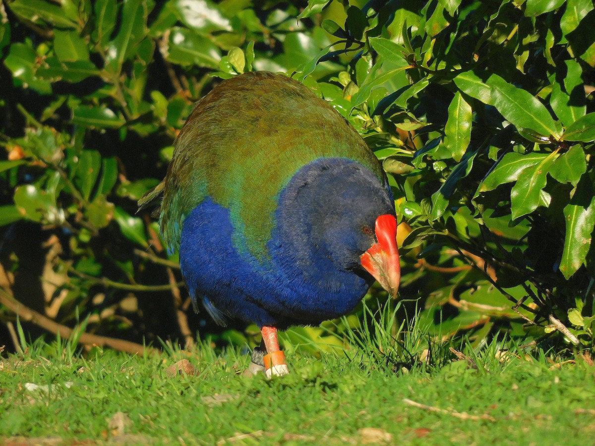 South Island Takahe - ML617768134