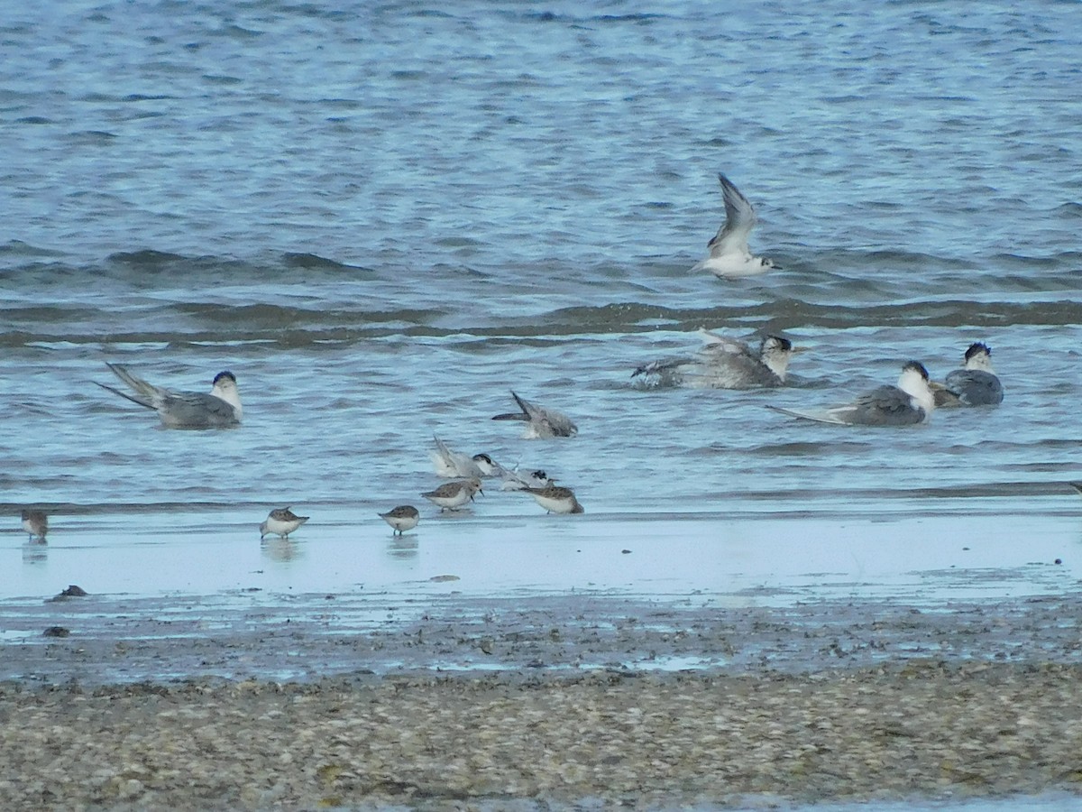 White-winged Tern - ML617768140