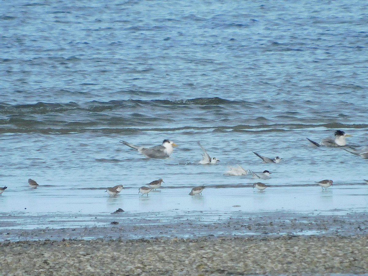 White-winged Tern - ML617768141