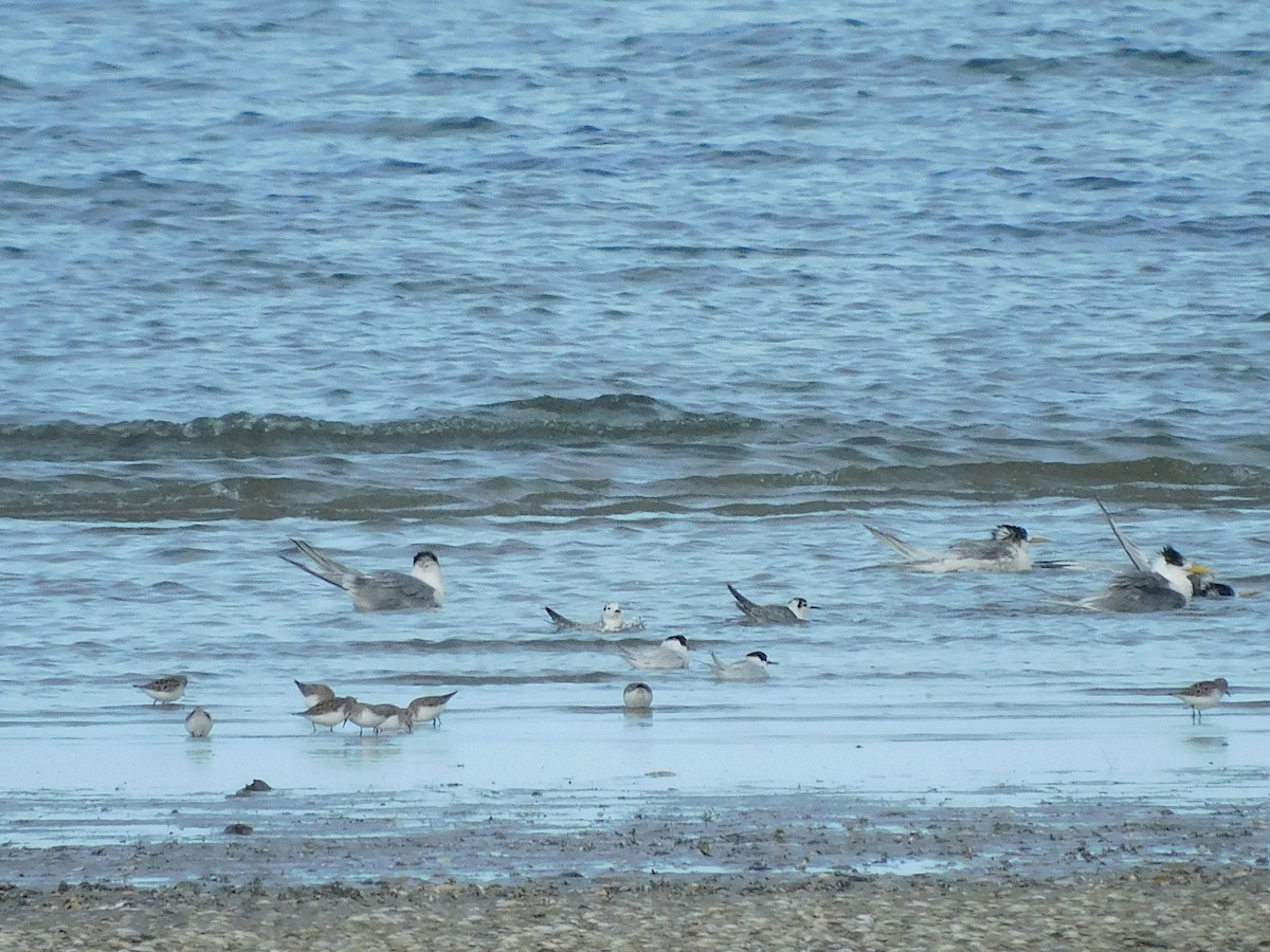 White-winged Tern - ML617768142