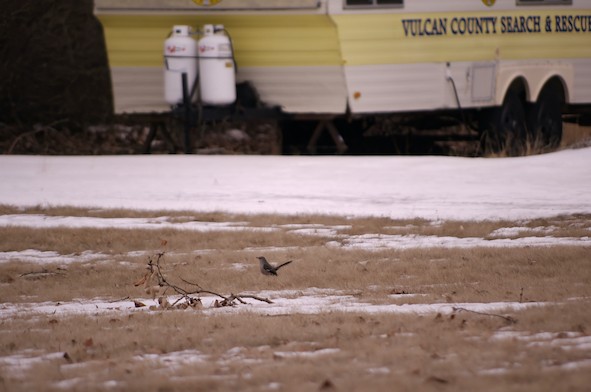 Northern Mockingbird - Michael Potter