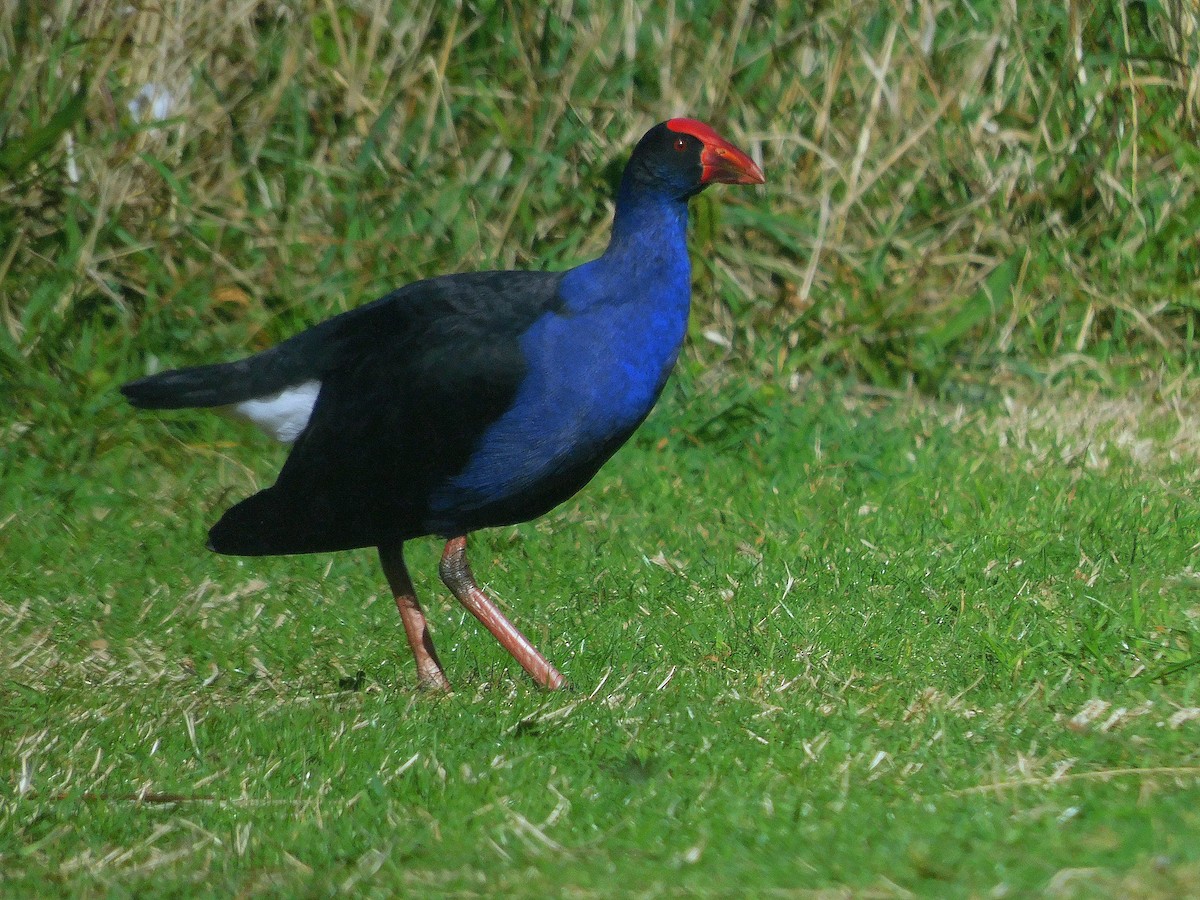 Australasian Swamphen - ML617768146