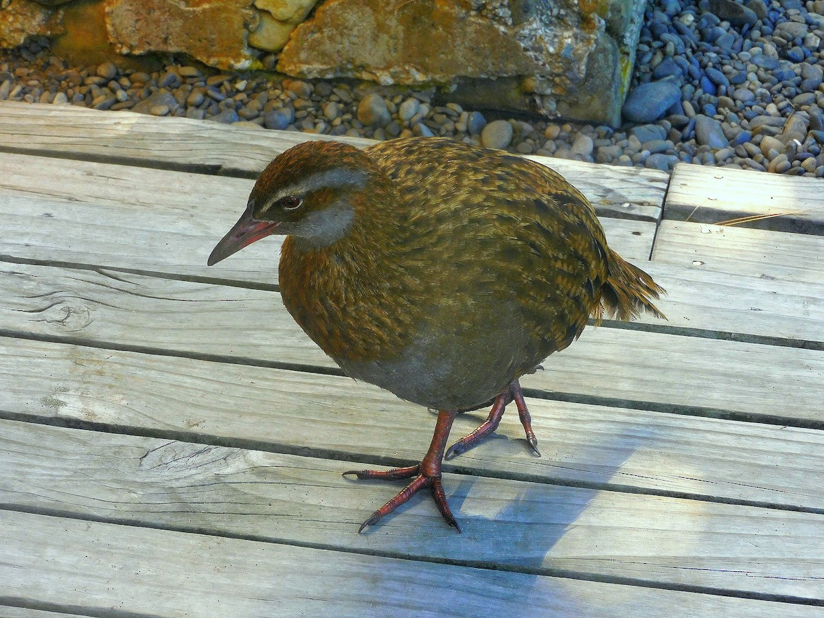 Rascón Weka - ML617768147