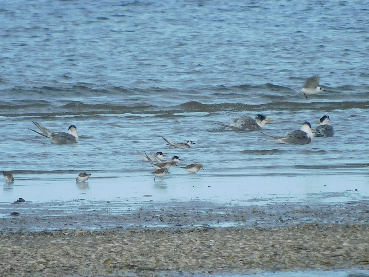 White-winged Tern - ML617768150