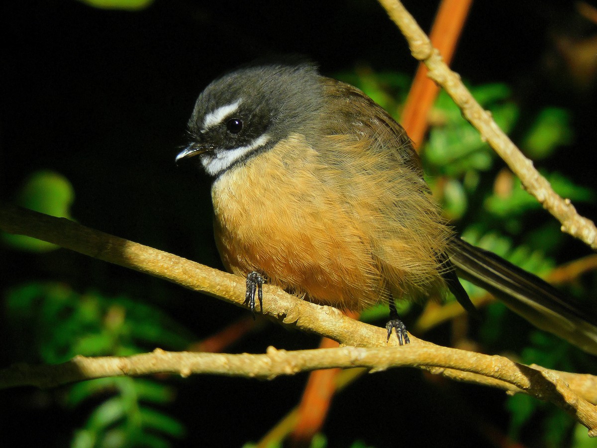 New Zealand Fantail - ML617768154