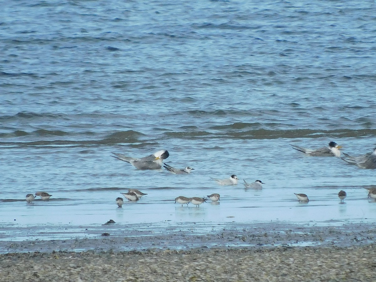 White-winged Tern - George Vaughan