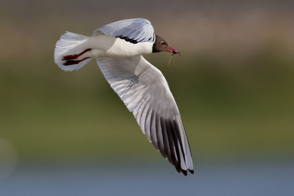 Mouette rieuse - ML617768166