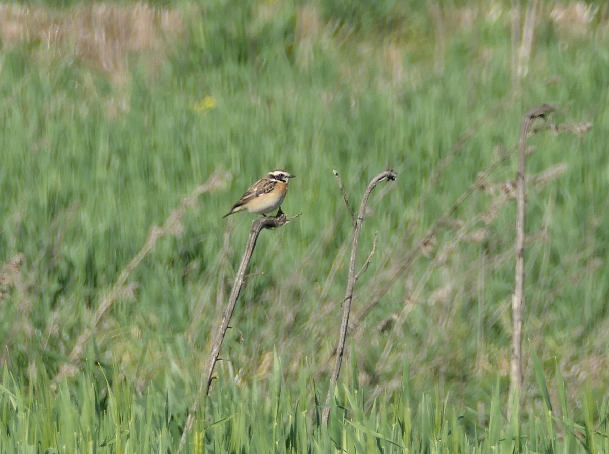 Whinchat - ML617768207