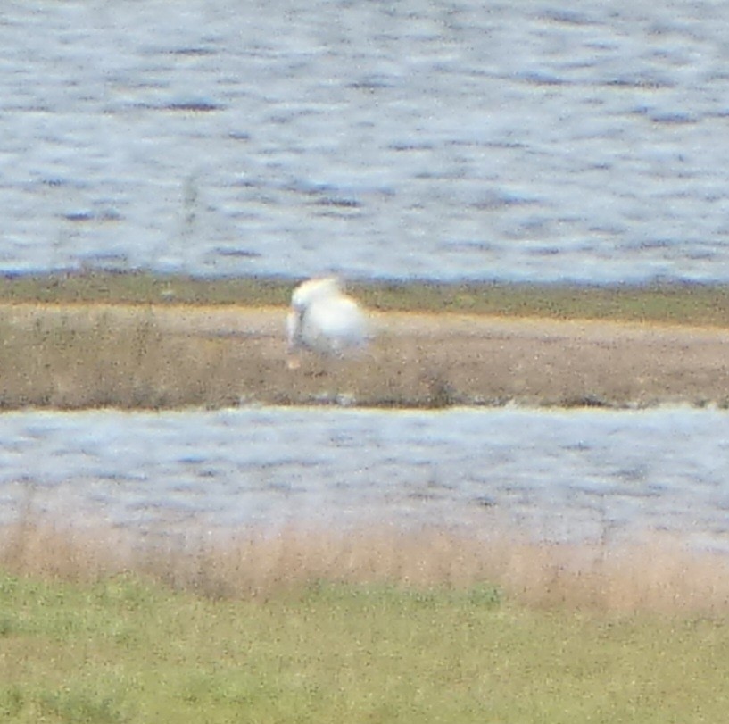 Eurasian Spoonbill - Chris Gibbs