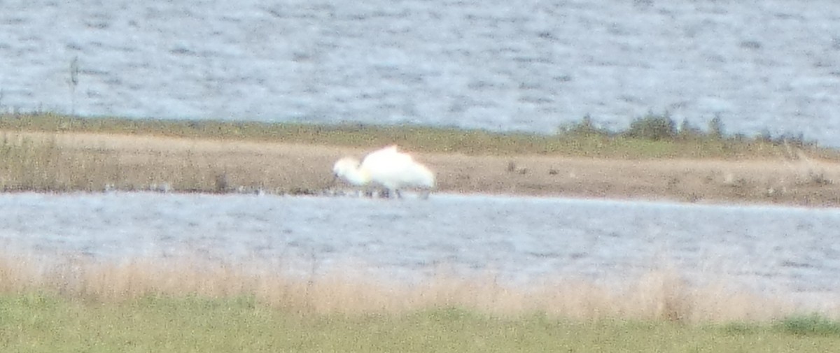 Eurasian Spoonbill - Chris Gibbs