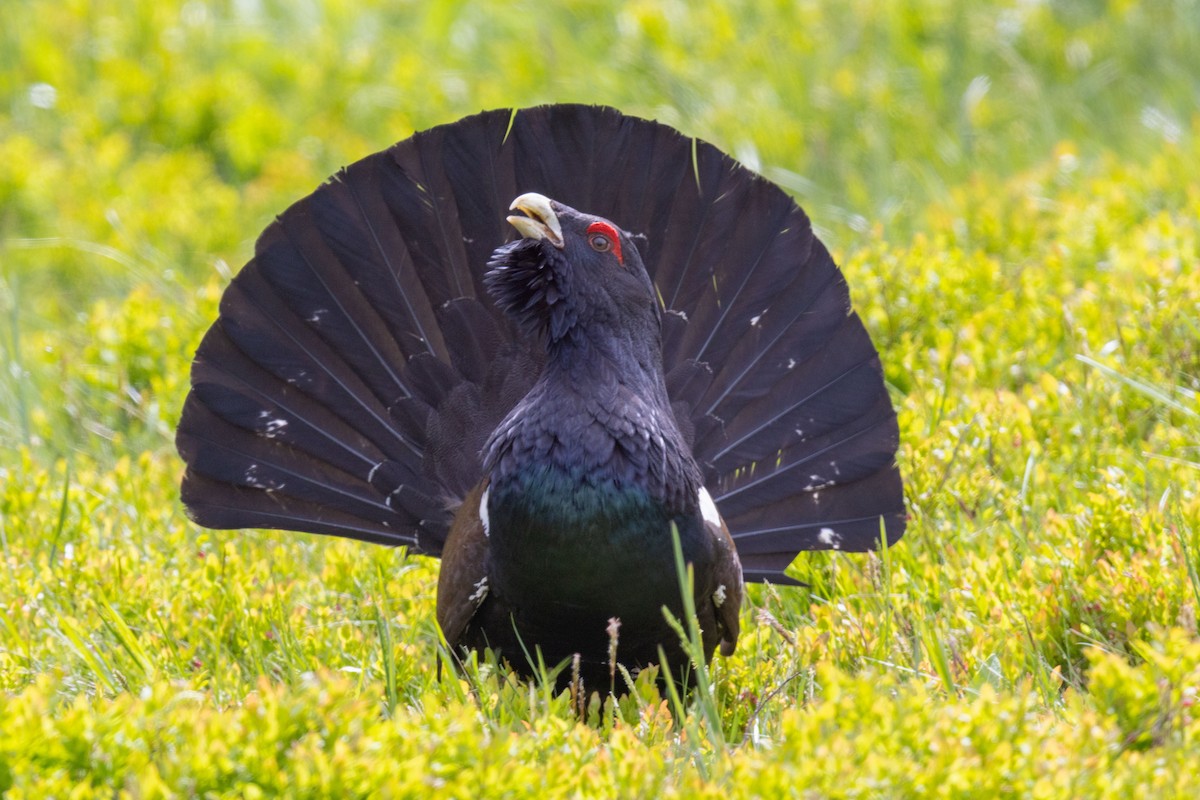 Western Capercaillie - ML617768257