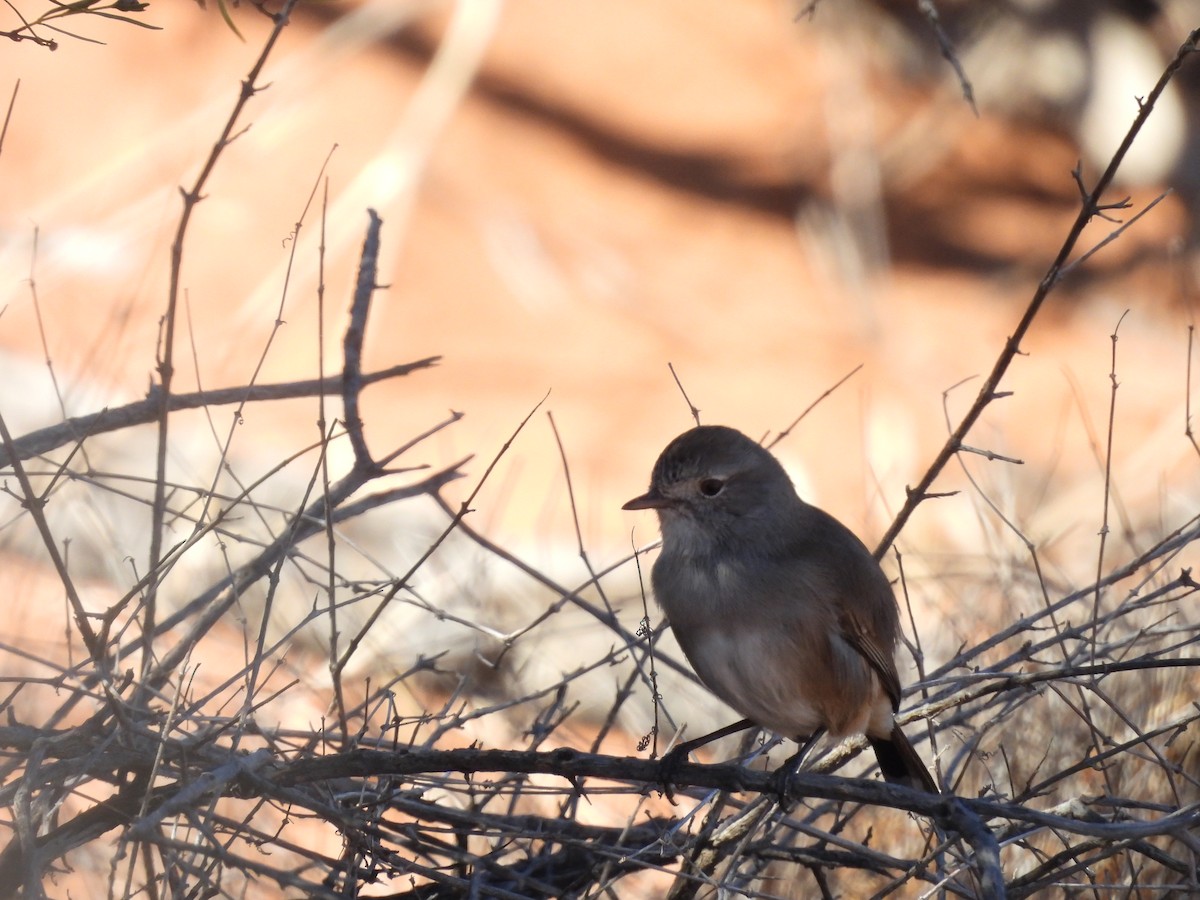 Redthroat - Chanith Wijeratne