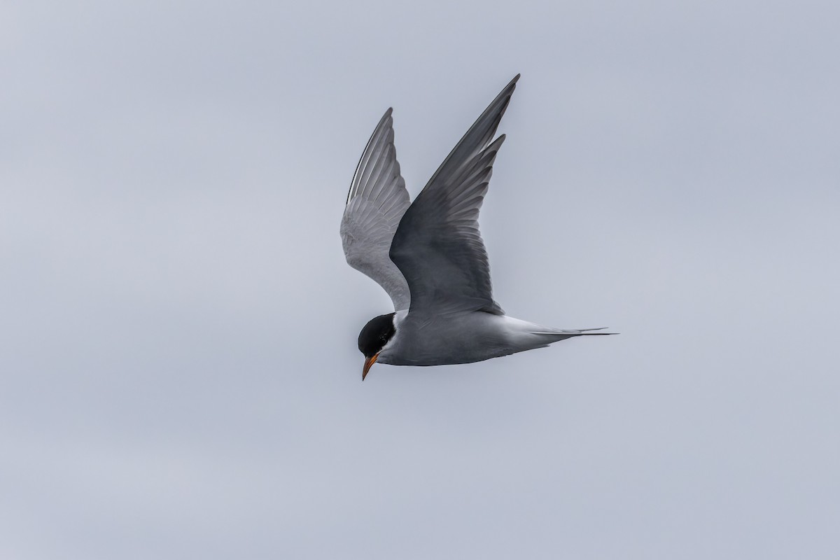 Black-fronted Tern - Sila Viriyautsahakul