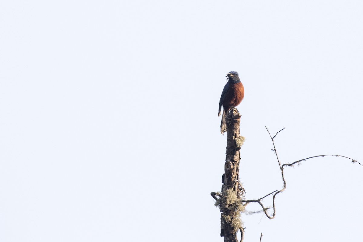 Chestnut-bellied Rock-Thrush - ML617768330