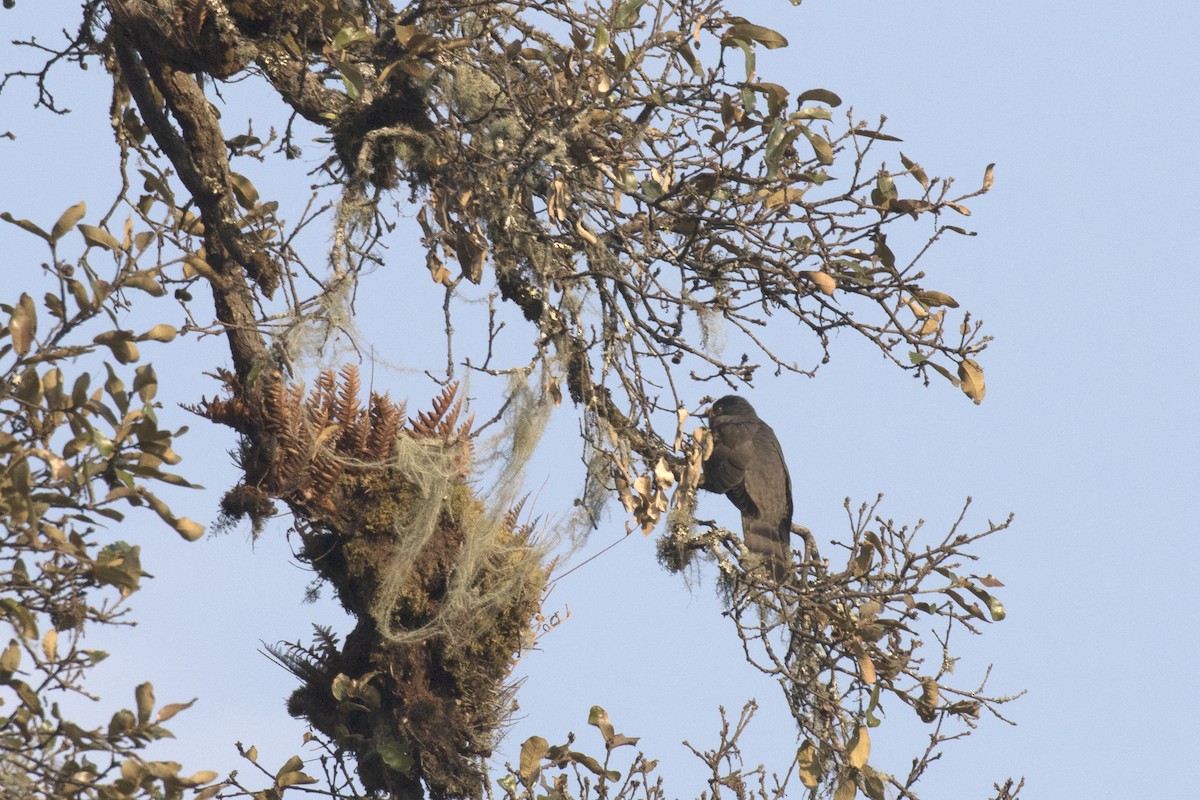 Large Hawk-Cuckoo - ML617768343