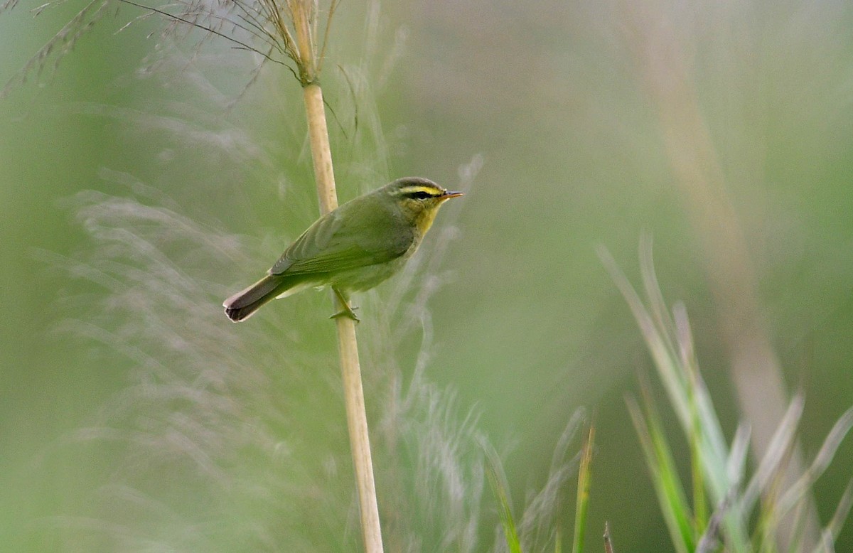 Pouillot de Tickell (affinis/perflavus) - ML617768374