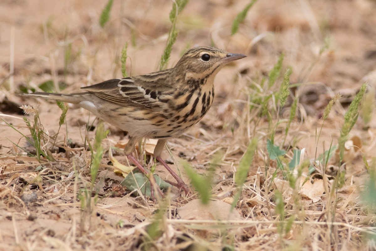 Tree Pipit - ML617768375