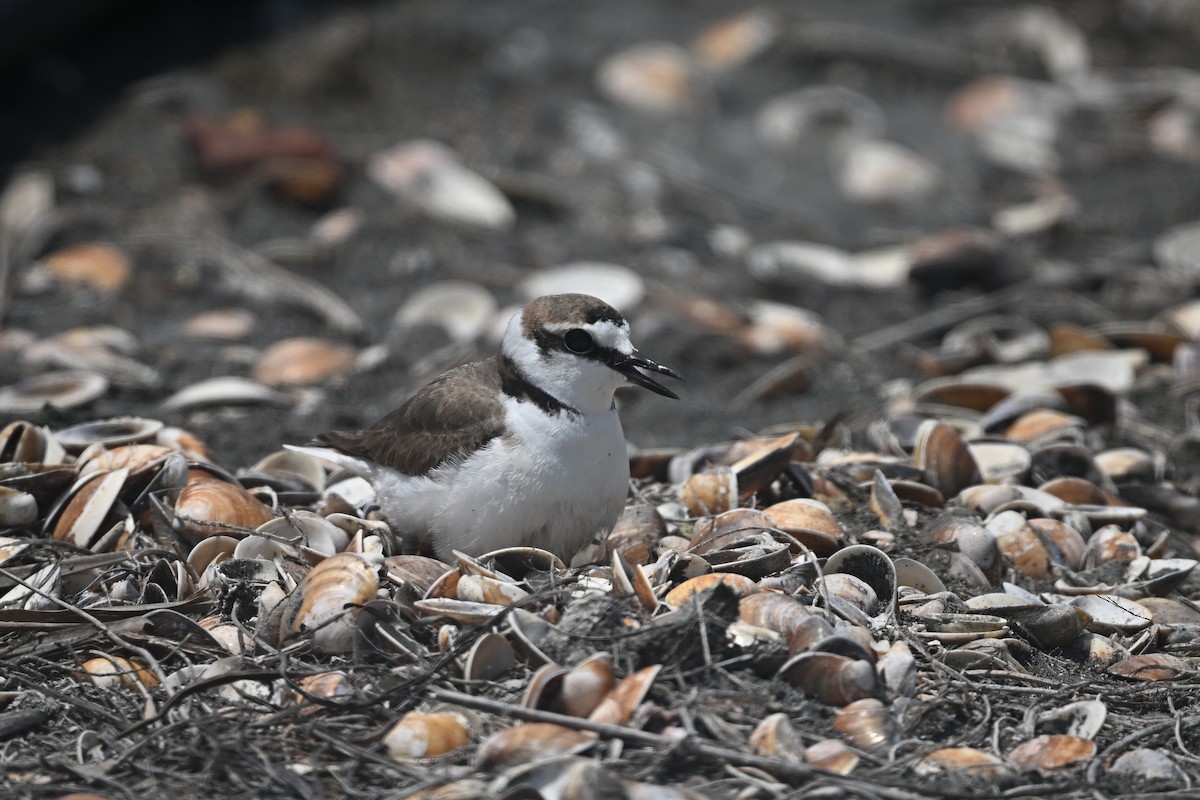 Kentish Plover (Kentish) - Zhao-Hui(釗輝) LIN(林)