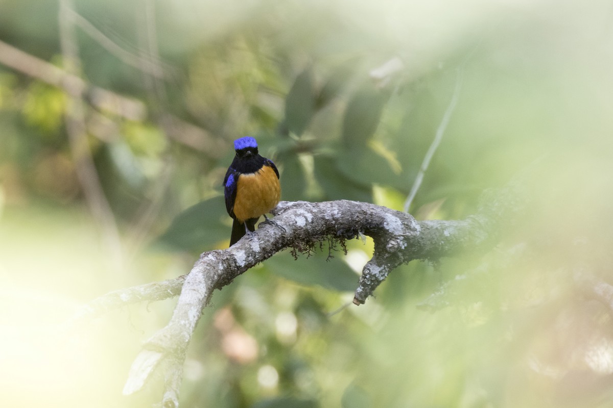 Rufous-bellied Niltava - ML617768411