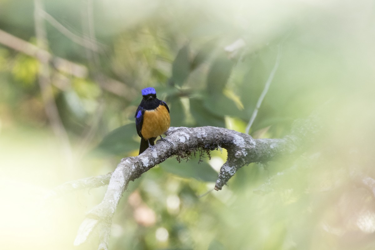 Rufous-bellied Niltava - ML617768412