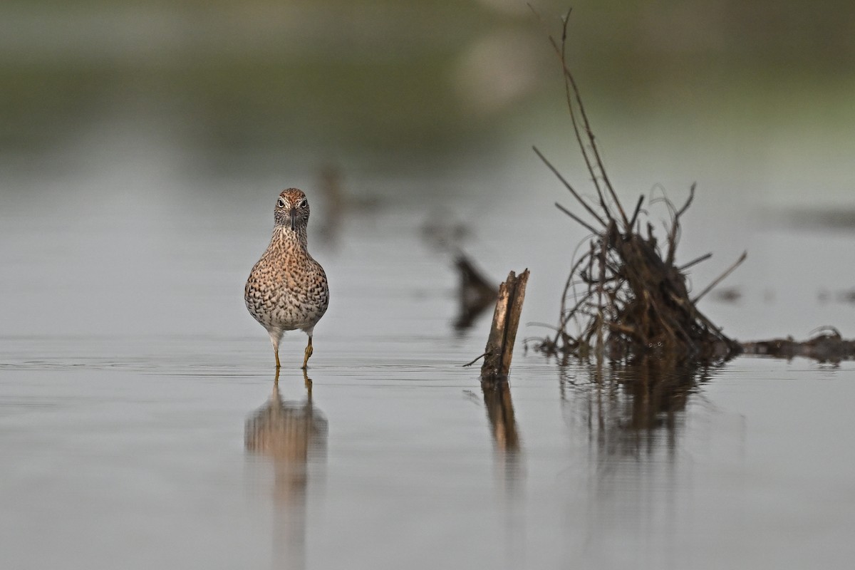 Sharp-tailed Sandpiper - ML617768417