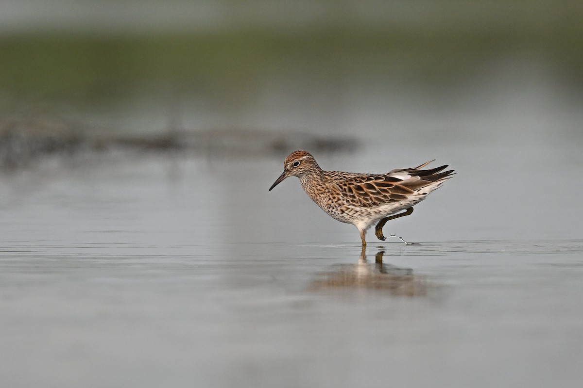 Sharp-tailed Sandpiper - ML617768418