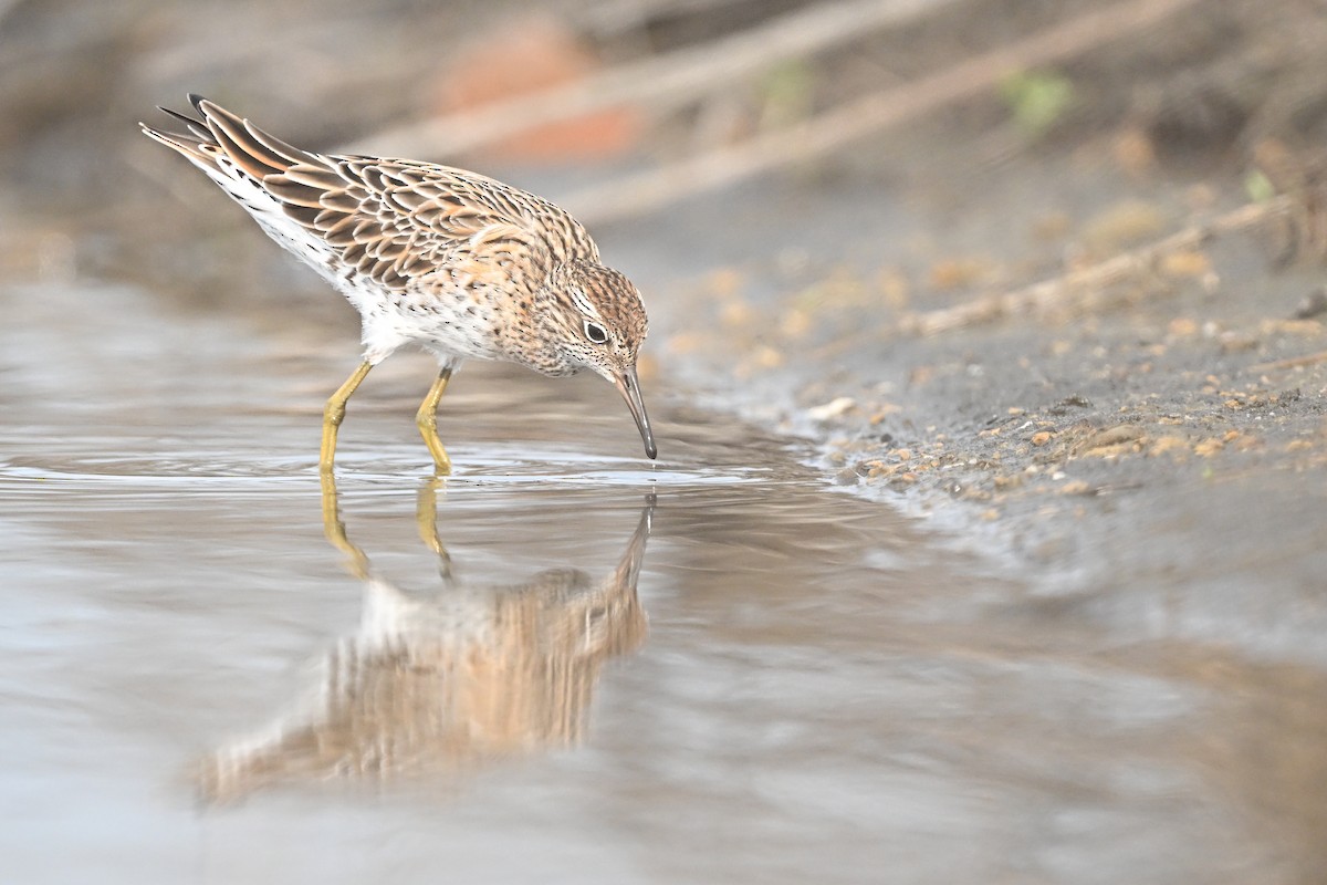 Sharp-tailed Sandpiper - ML617768421