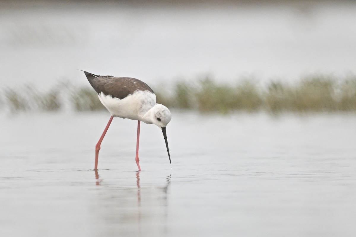 Black-winged Stilt - Zhao-Hui(釗輝) LIN(林)