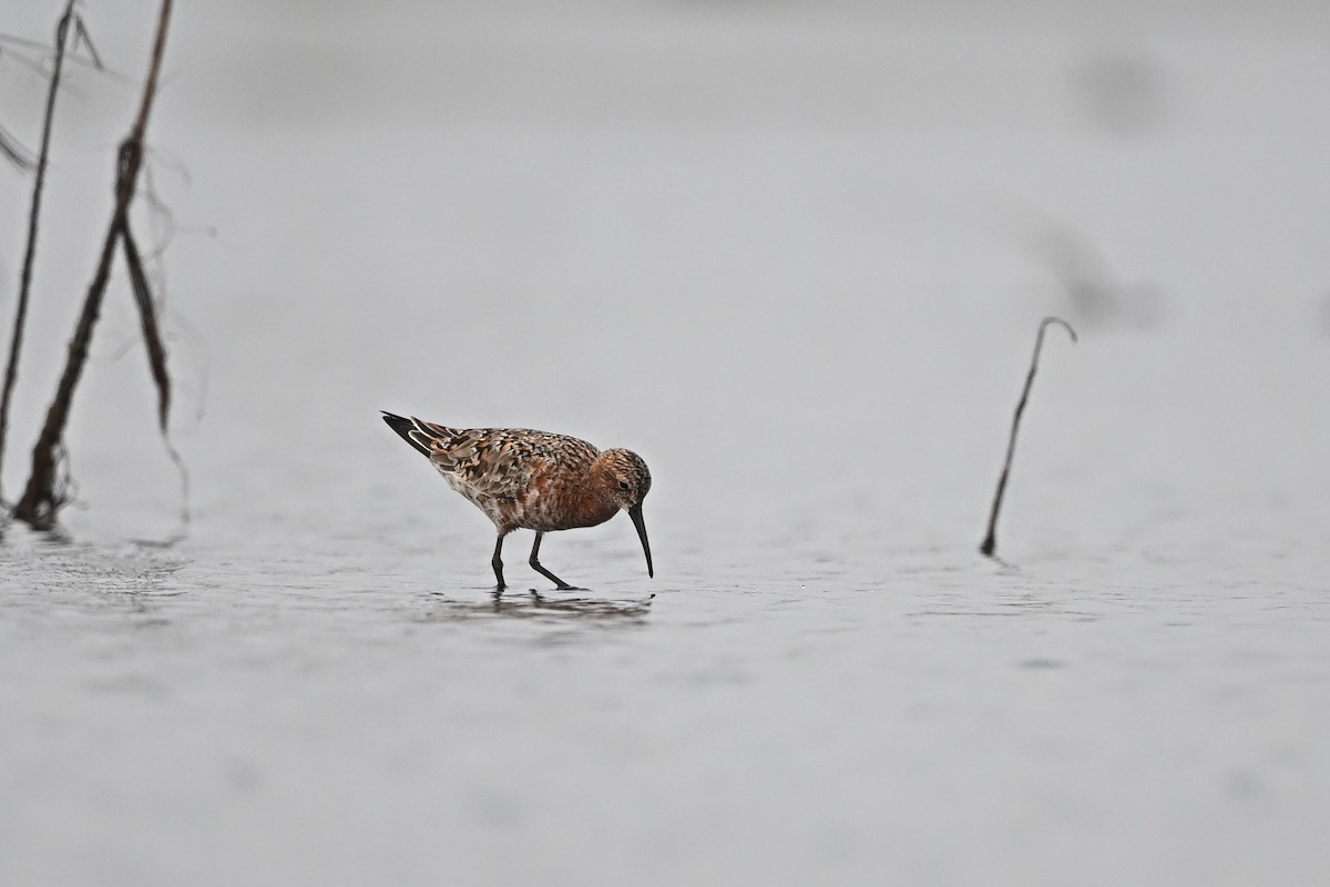 Curlew Sandpiper - Zhao-Hui(釗輝) LIN(林)