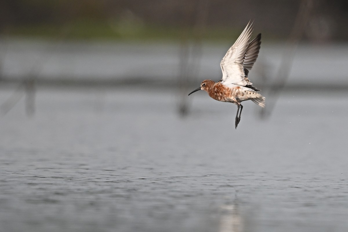 Curlew Sandpiper - Zhao-Hui(釗輝) LIN(林)