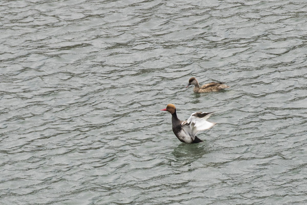 Red-crested Pochard - Ramesh Shenai