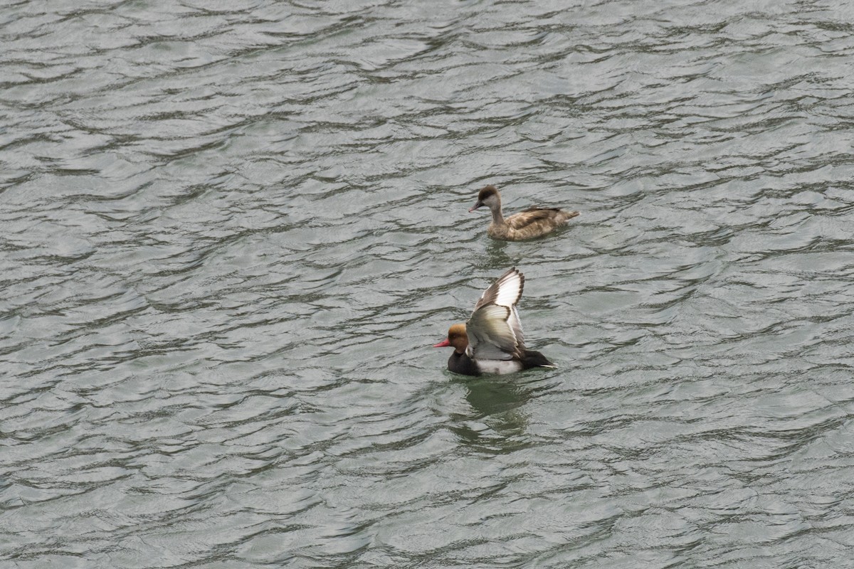 Red-crested Pochard - ML617768463