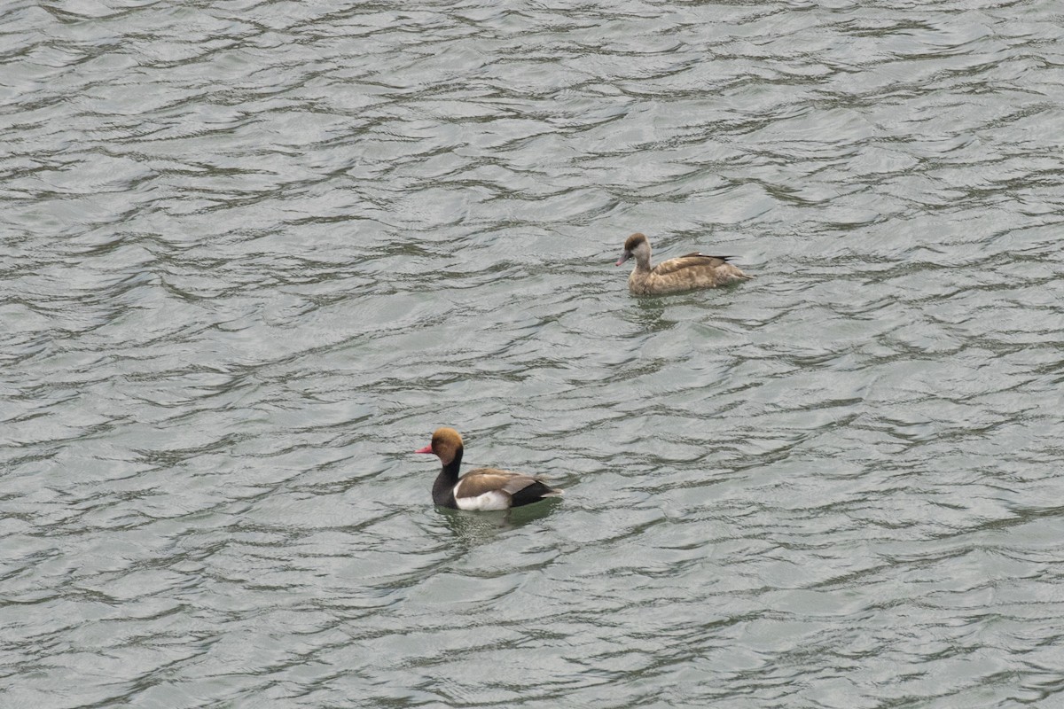 Red-crested Pochard - ML617768464