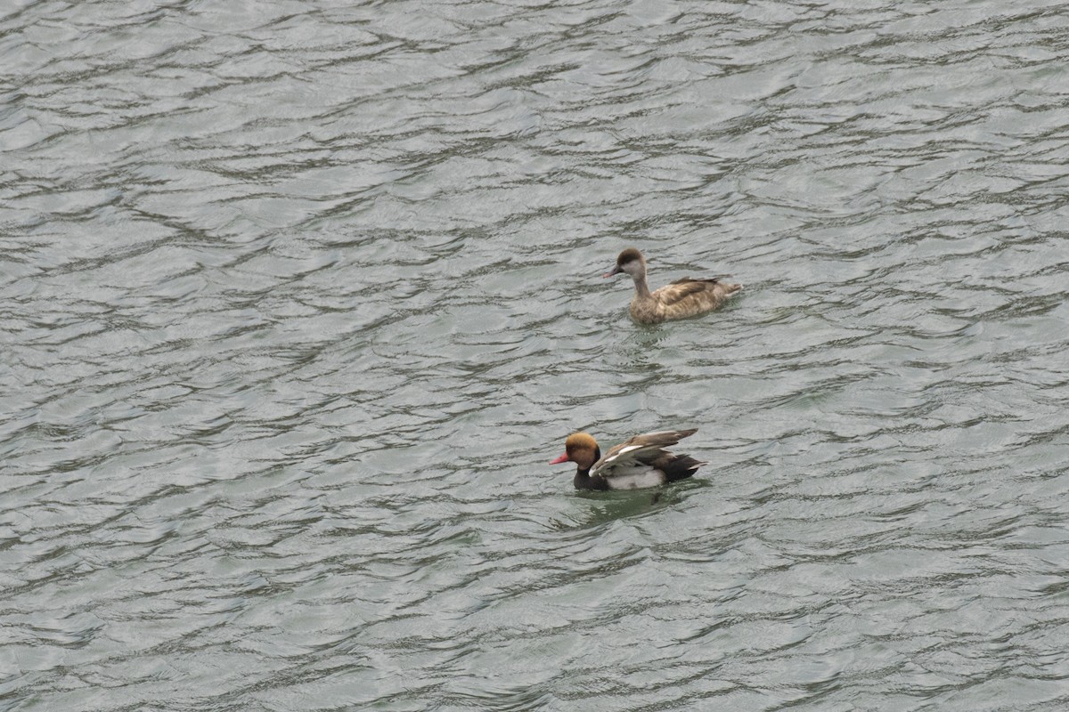 Red-crested Pochard - ML617768465