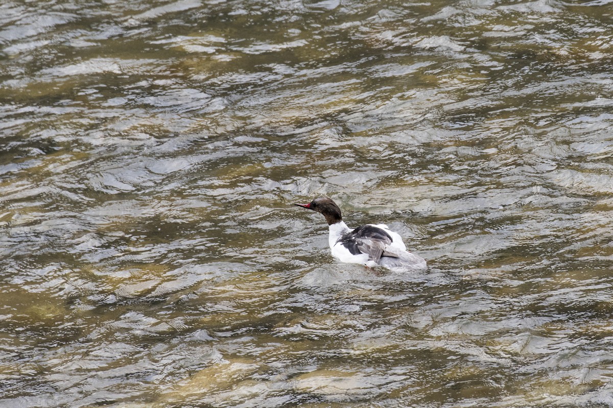 Common Merganser - Ramesh Shenai