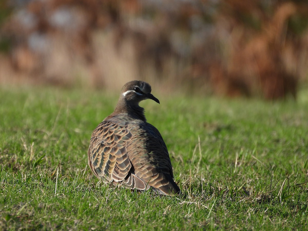 Common Bronzewing - Joanne Thompson