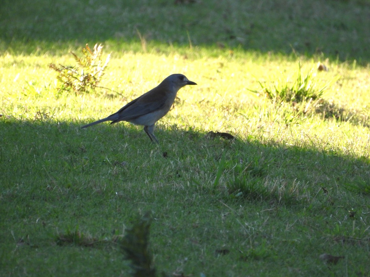 Gray Shrikethrush - ML617768533