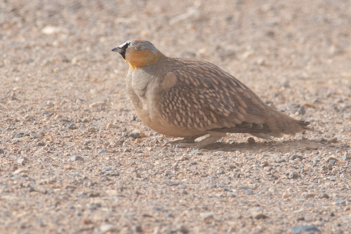 Crowned Sandgrouse - Daniel Field