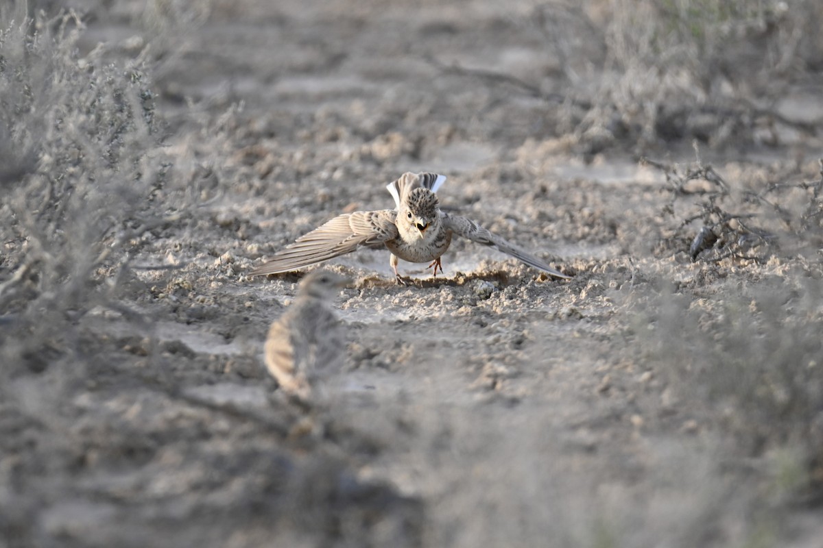 Asian Short-toed Lark - ML617768553