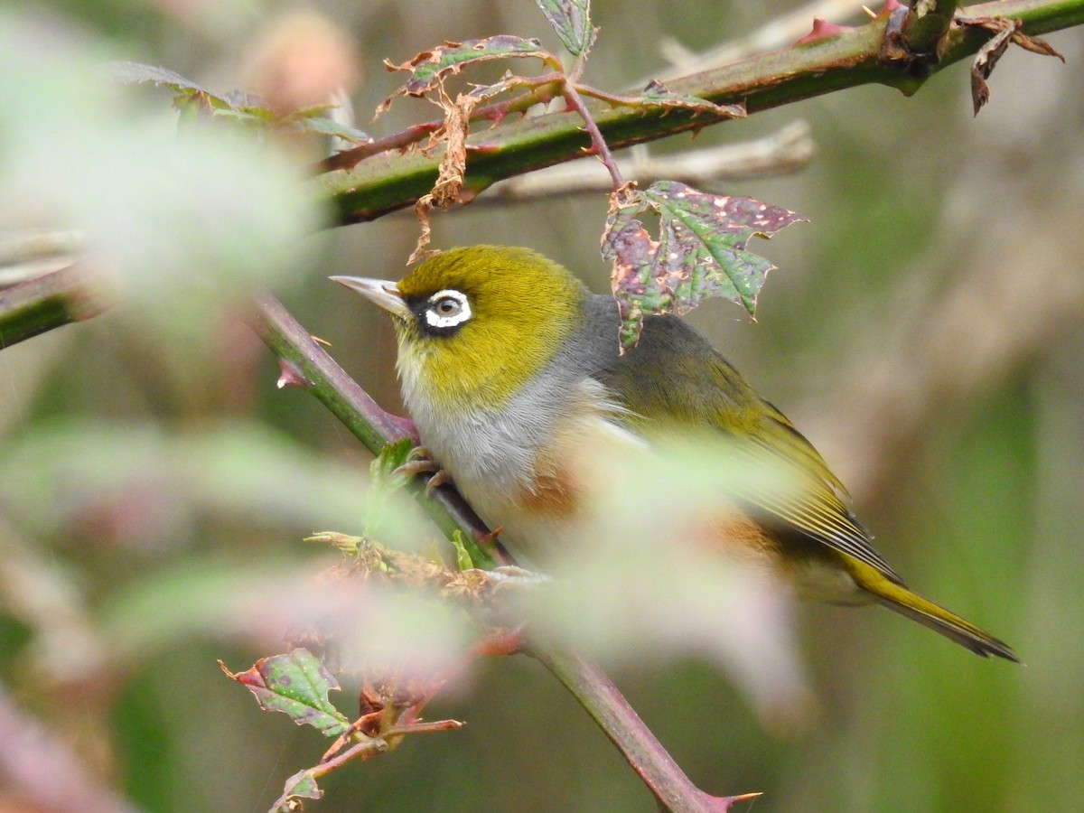 Graumantel-Brillenvogel - ML617768587