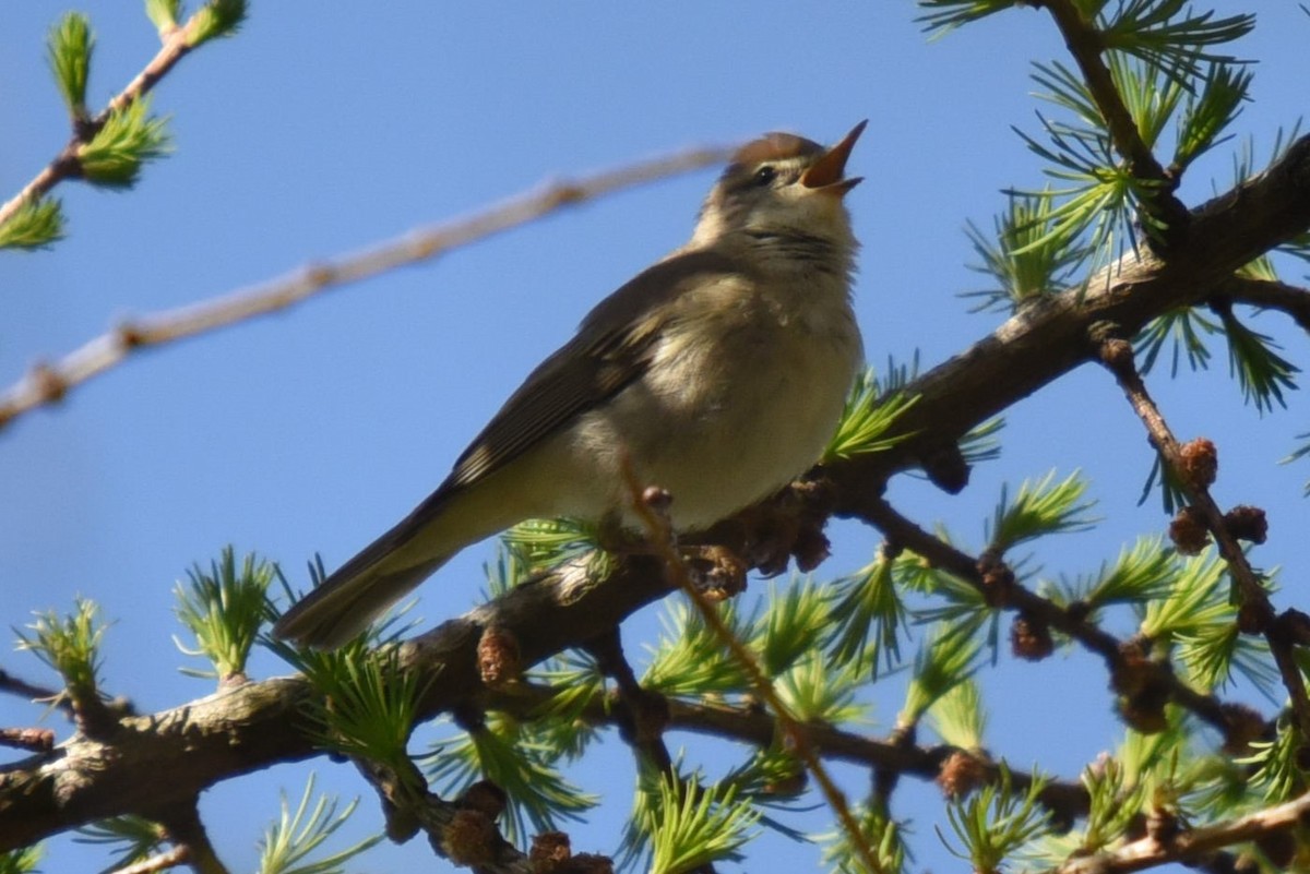 Willow Warbler - John Hutchison