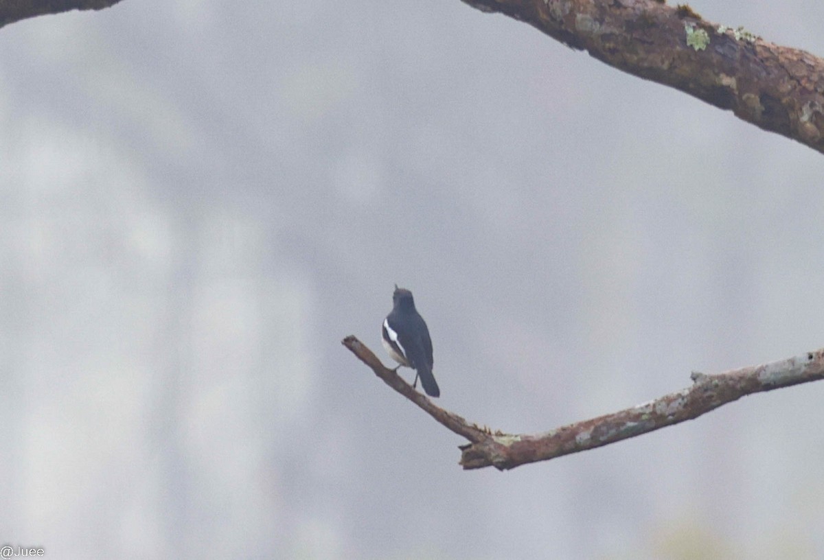 Oriental Magpie-Robin - ML617768685