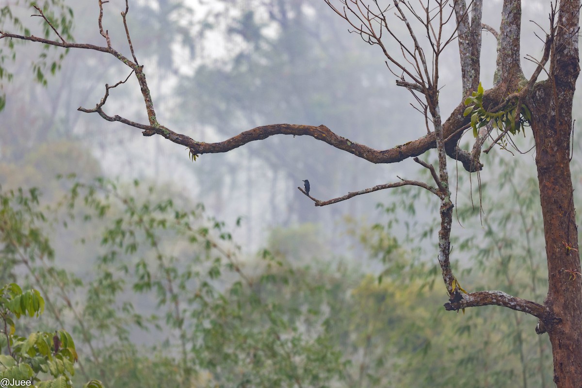 Oriental Magpie-Robin - ML617768686